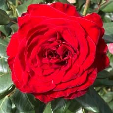 IMG-20250317-WA0010