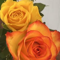 IMG-20250317-WA0014