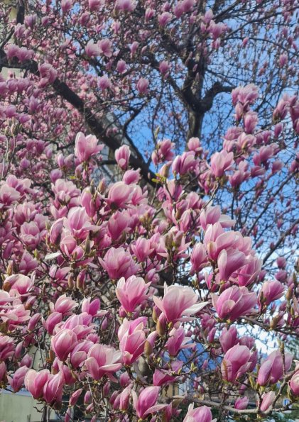 IMG-20250317-WA0019